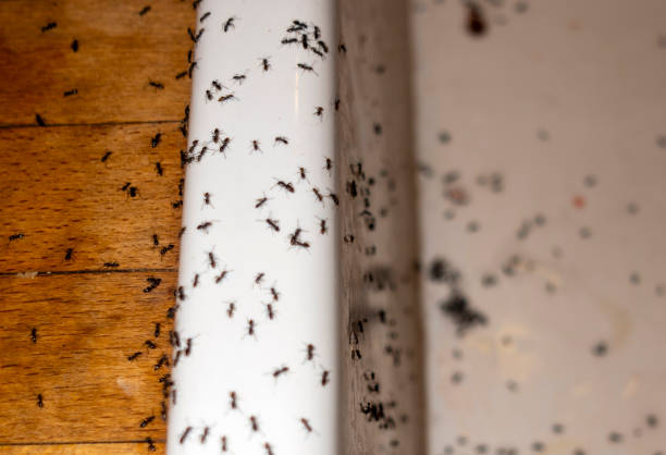 Best Pest Control Near Me  in Dublin, OH