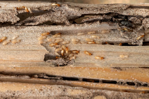 Best Affordable Exterminators  in Dublin, OH